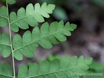 Veining on underside of pinnae